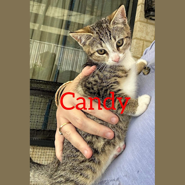 Photo of Candy