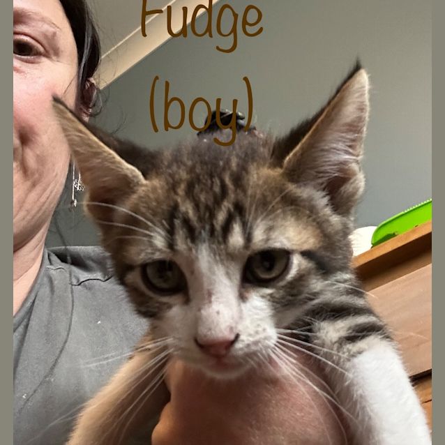 Photo of Fudge