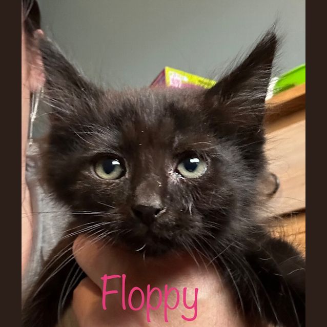 Photo of Floppy