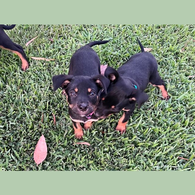 Photo of Plum