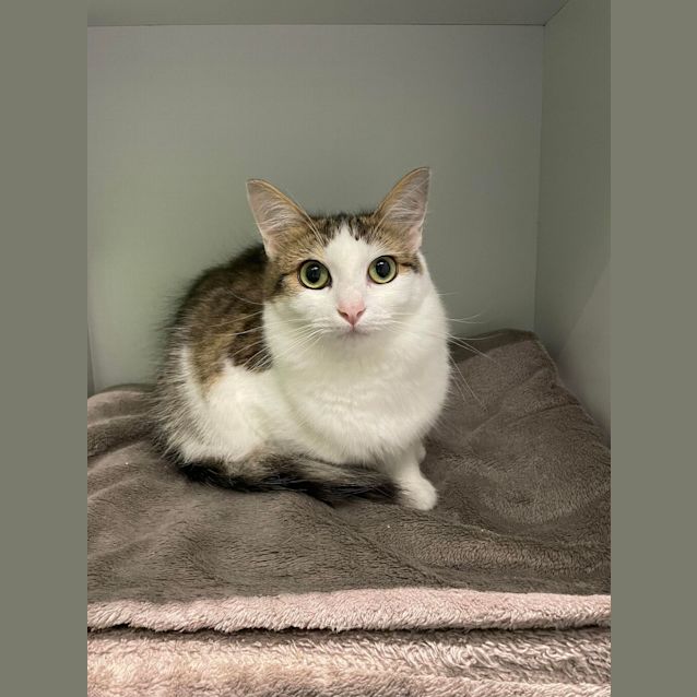 Photo of Honey Pie