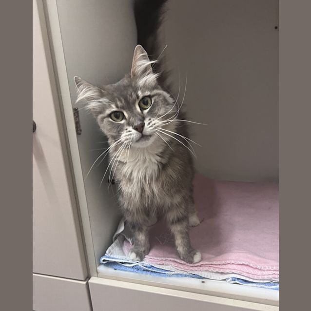 Photo of Sneaky Ninja