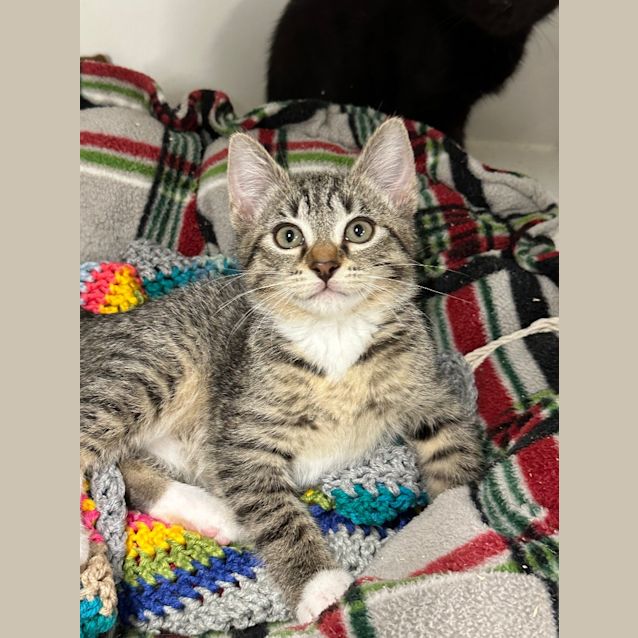 Photo of Tinker   Petstock