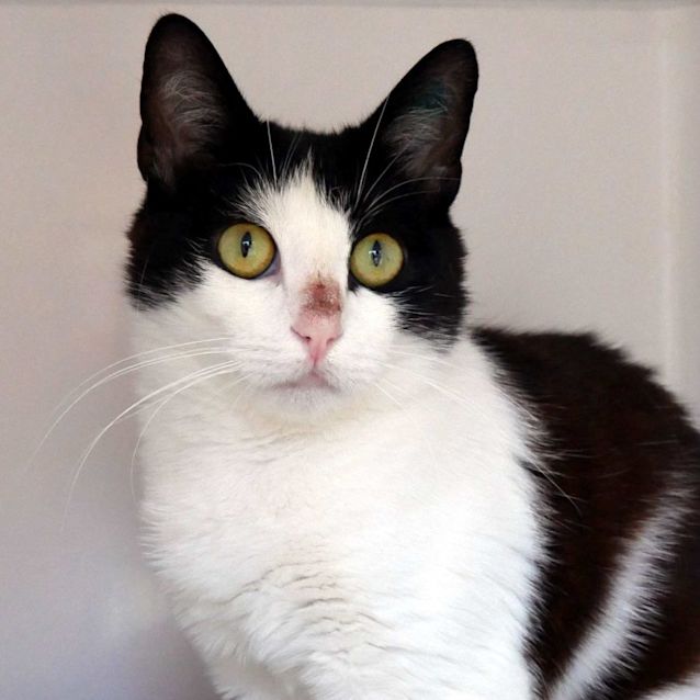 Photo of Coco Sta010849