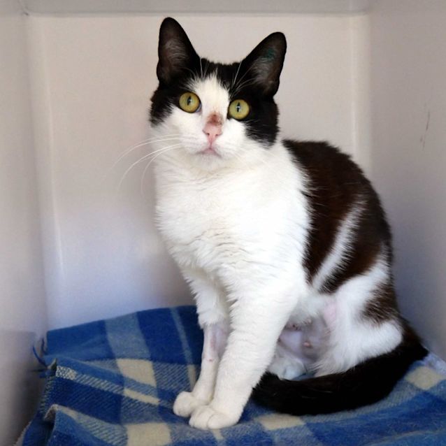 Photo of Coco Sta010849