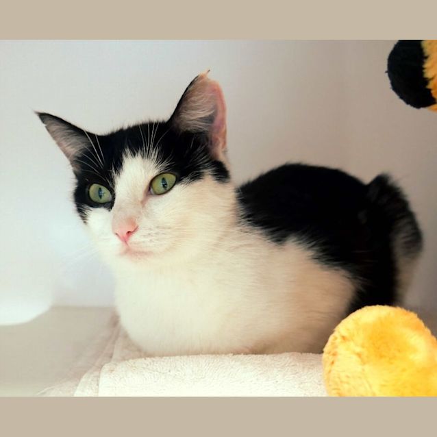 Photo of Mittens Sua010794