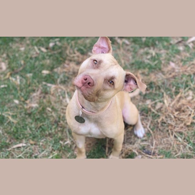 Photo of Honey