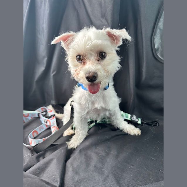 Photo of Billie   1.5 Year Old Maltese (On Trial)