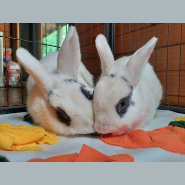 Photo of 🐰Jupiter And Galaxy🐰 (Located In Mount Evelyn)