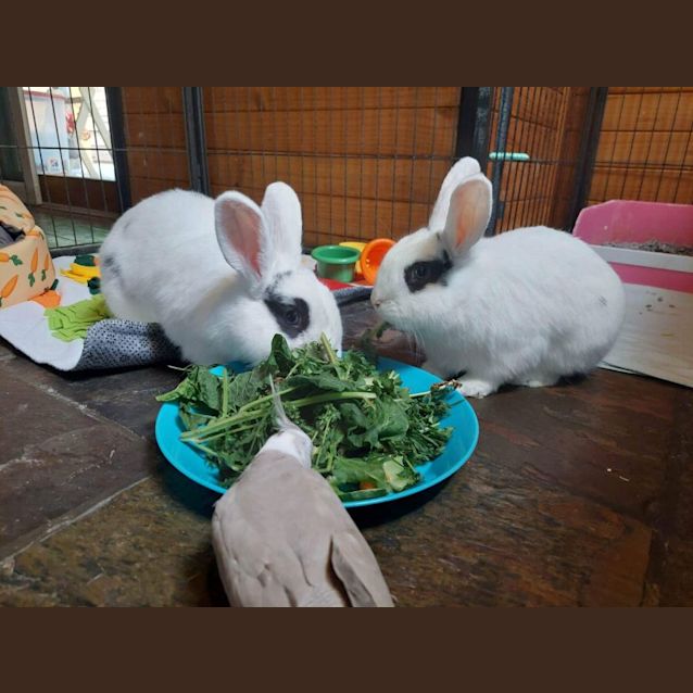 Photo of 🐰Jupiter And Galaxy🐰 (Located In Mount Evelyn)