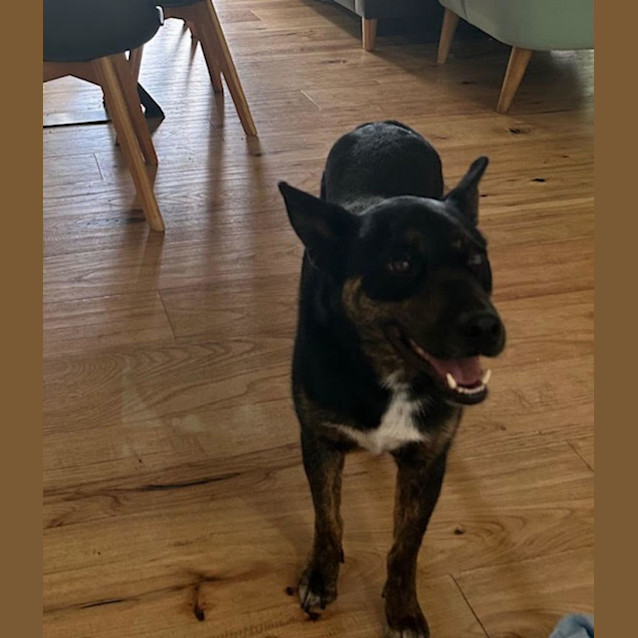 Photo of Banjo