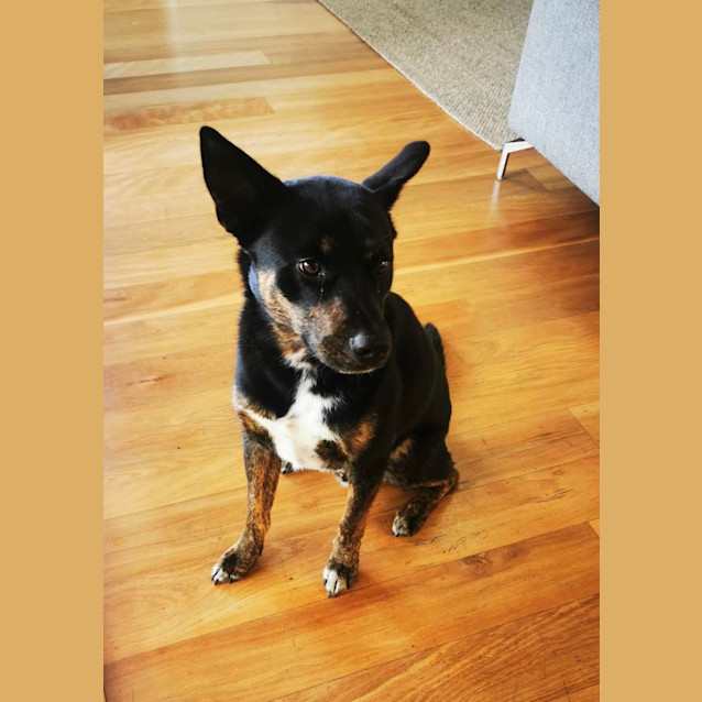 Photo of Banjo