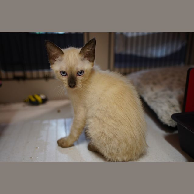 Photo of Bandit