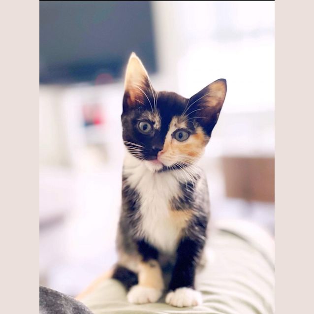 Photo of Sesame
