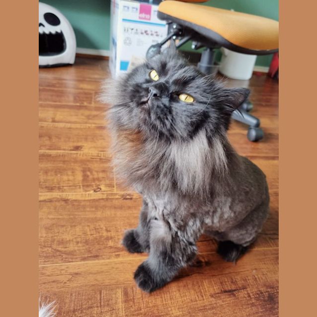 Photo of 🥙Babaganoush🥙