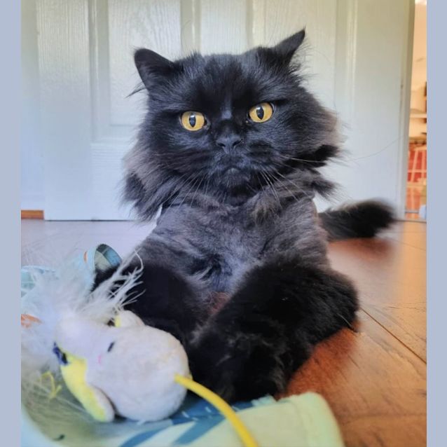 Photo of 🥙Babaganoush🥙