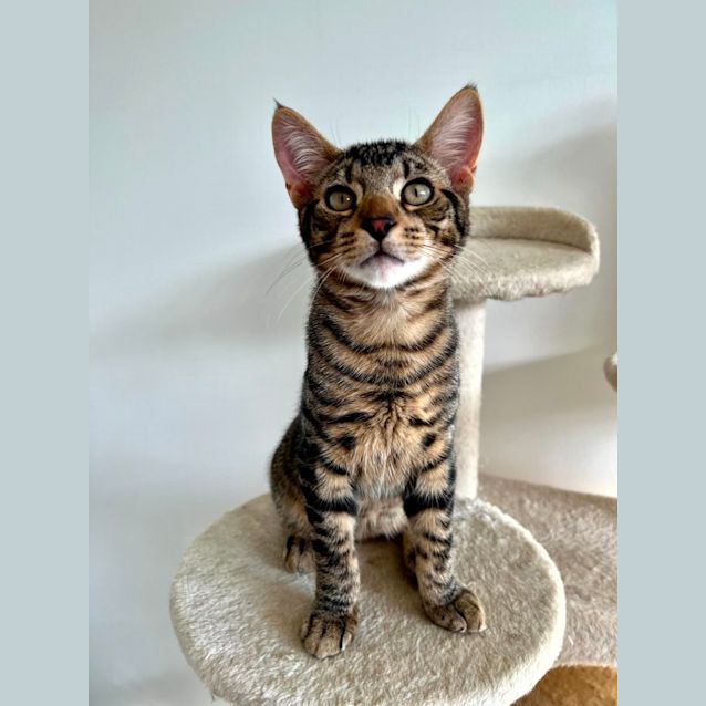 Photo of Ranger & Reagan