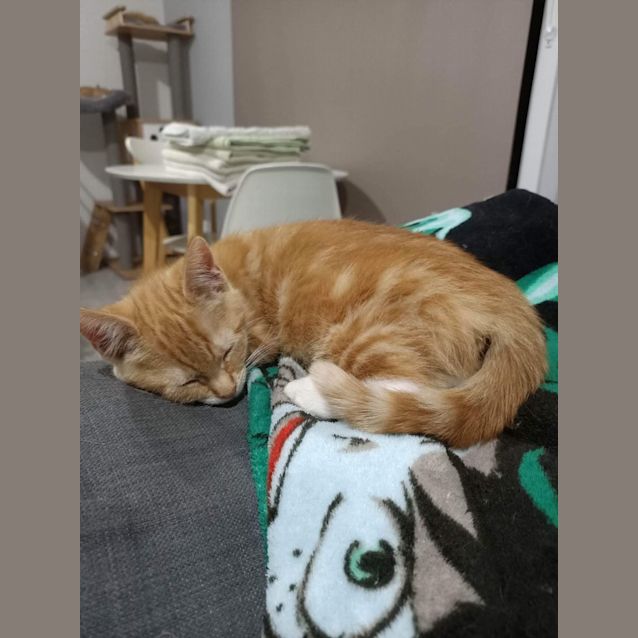 Photo of Dusky ~ Adopt Me @ Petstock Mornington 19/03/23