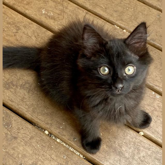 Photo of Scotty Void