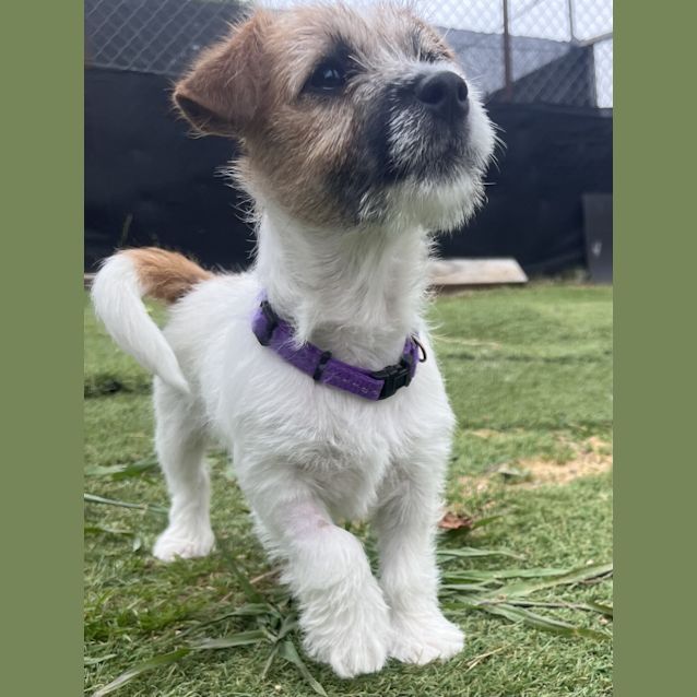 Photo of Daphne