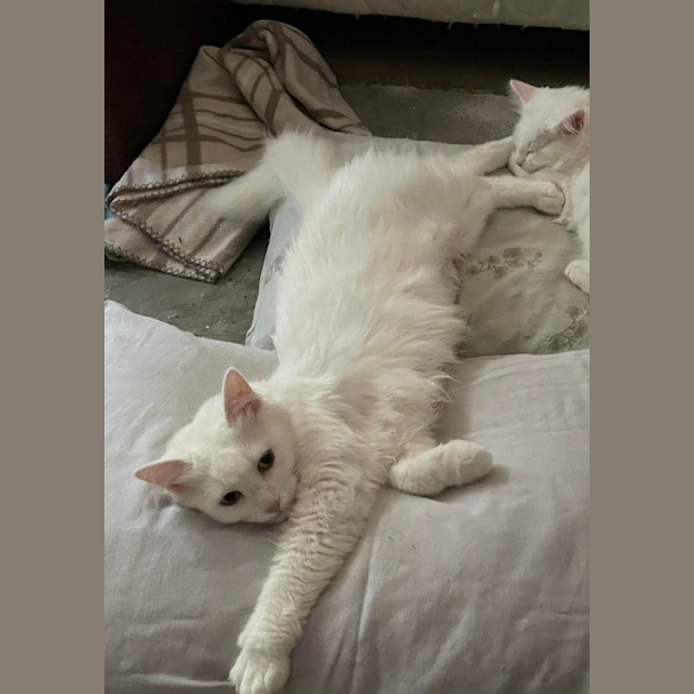 Photo of Madame Snow🤍