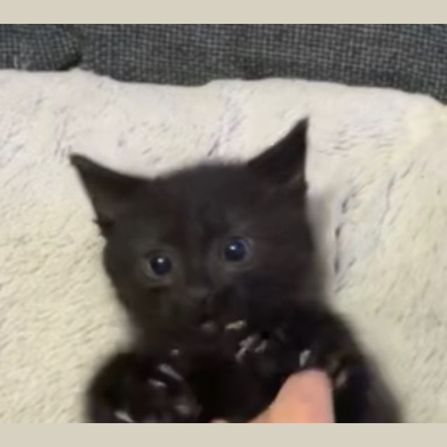 Photo of Baby Biscuit