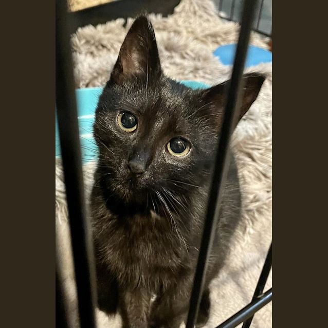 Photo of Baby Biscuit