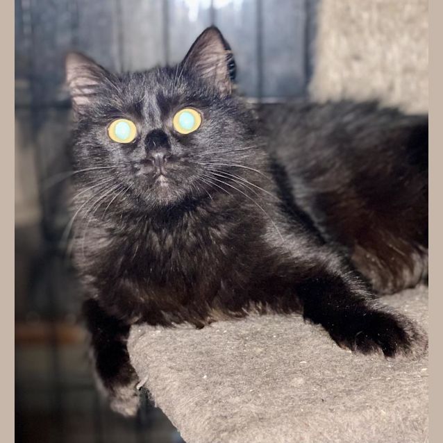 Photo of Hissy Miggins