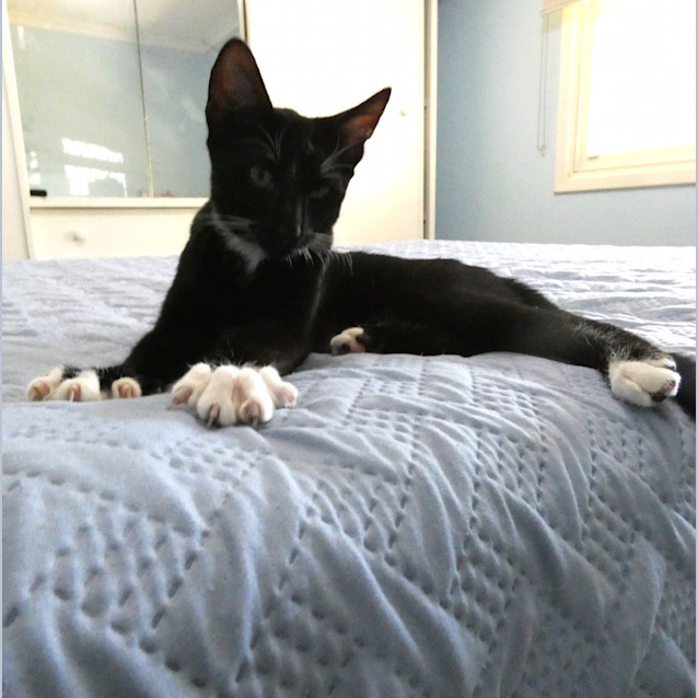 Photo of Casper
