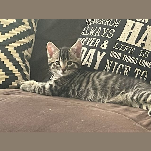 Photo of Tigger **2nd Chance Cat Rescue**