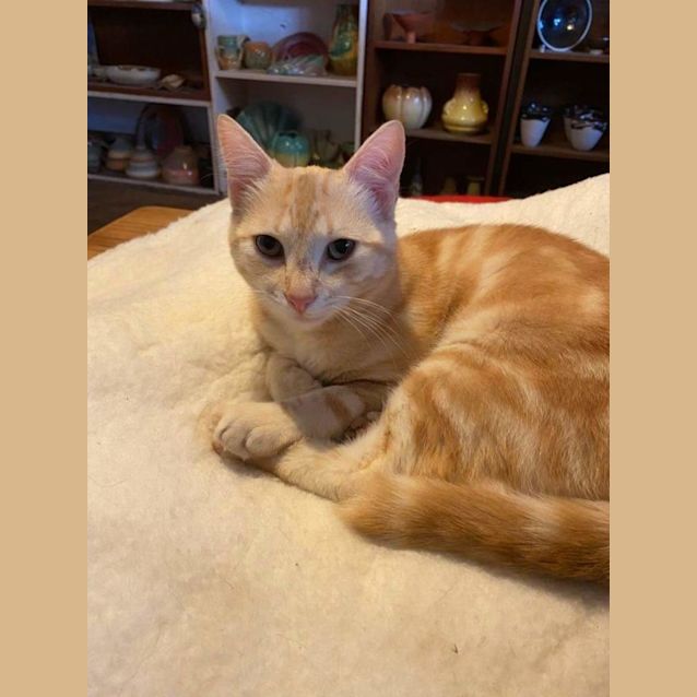 Photo of Joey ** Our Special Boy **