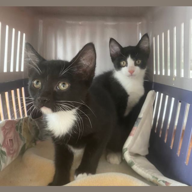 Photo of Lindy & Luna 