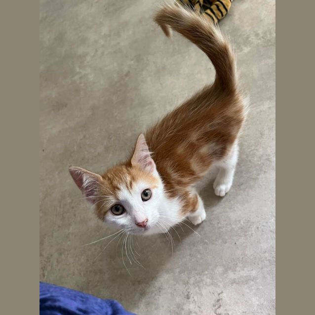Photo of Cinnamon