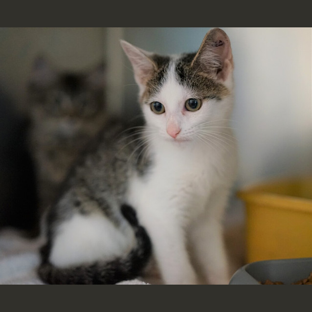 Photo of Felix