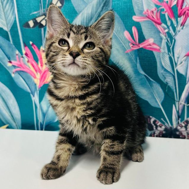 Photo of Milan   Located In Preston