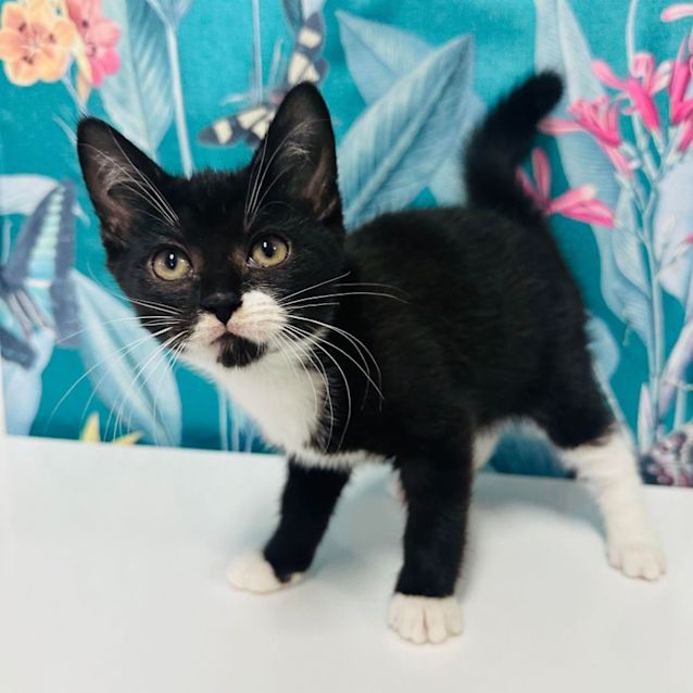 Photo of Sienna   Located In Preston