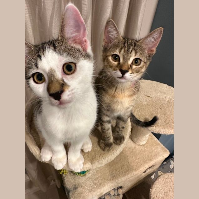 Photo of Indigo ~ Adopt Me @ Petstock Keysborough 