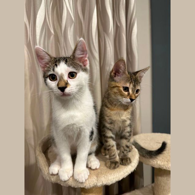 Photo of Olive (Ollie Boy)~ Adopt Me @Petstock  Keysborough