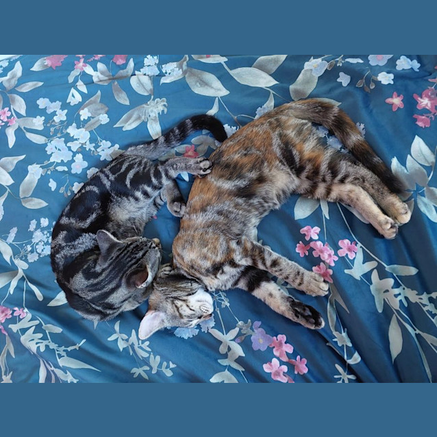 Photo of Cinnamon