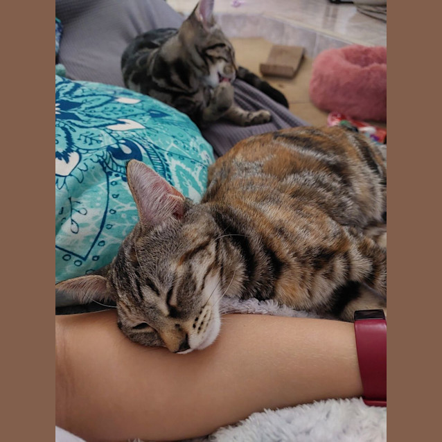 Photo of Cinnamon