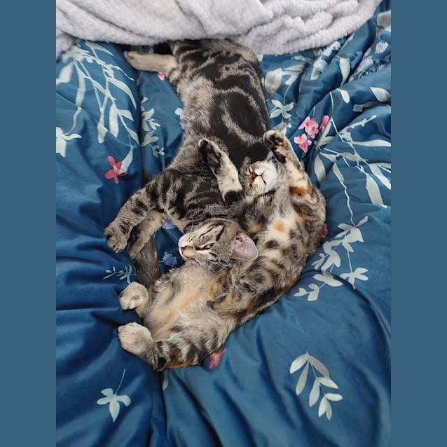 Photo of Pepper