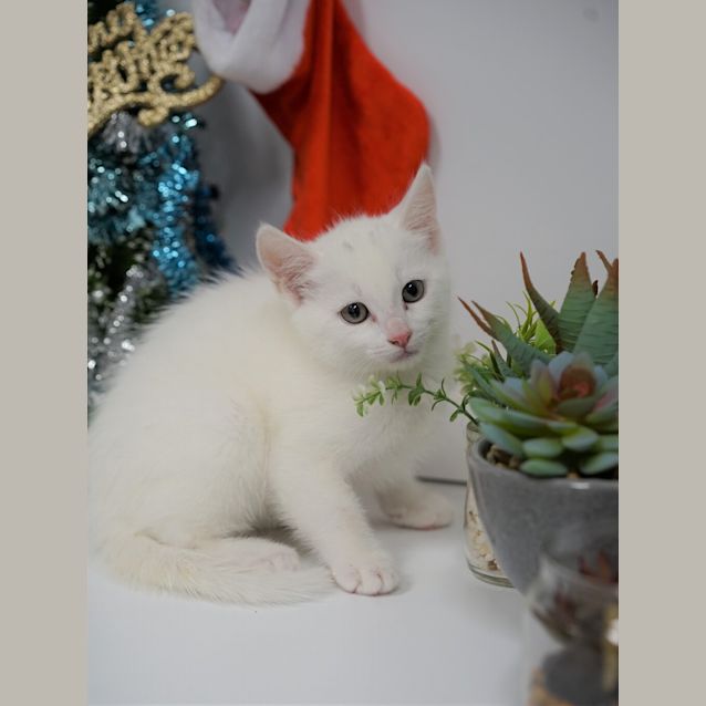 Photo of Suki