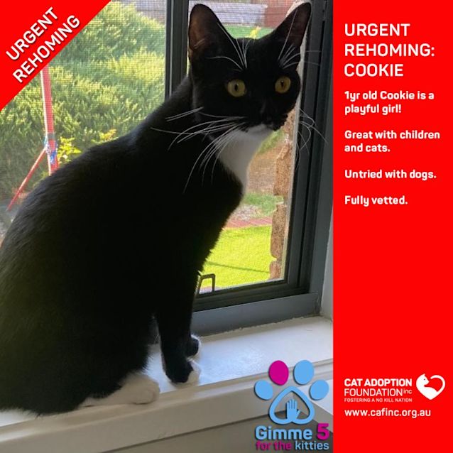 Photo of Cookie Private Rehoming No Charge!
