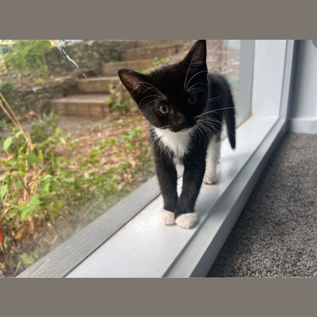 Photo of Coco ** 2nd Chance Cat Rescue**