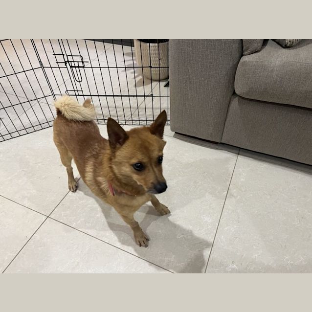 Photo of Rusty   5 Year Old Pomeranian X (On Trial)