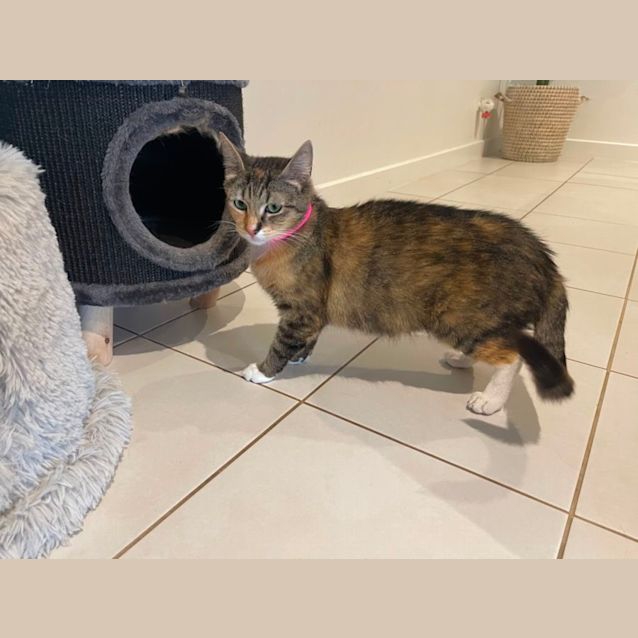 Photo of Pixie ~ Adopt Me @ Petstock Hastings 