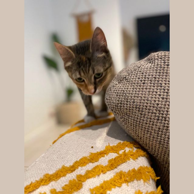 Photo of Pixie ~ Adopt Me @ Petstock Hastings 