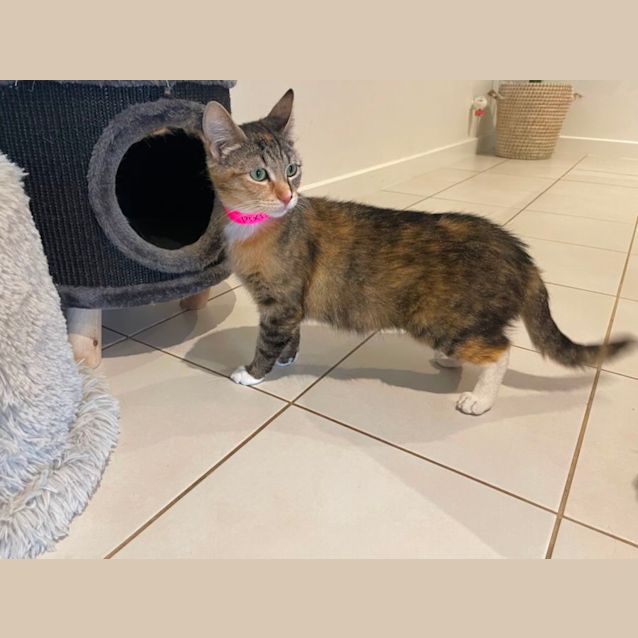 Photo of Pixie ~ Adopt Me @ Petstock Hastings 