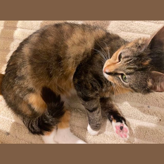 Photo of Pixie ~ Adopt Me @ Petstock Hastings 