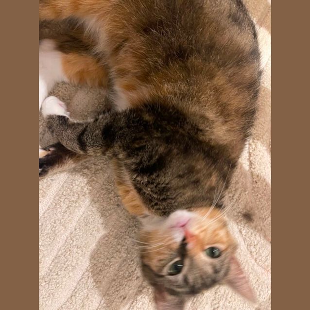 Photo of Pixie ~ Adopt Me @ Petstock Hastings 